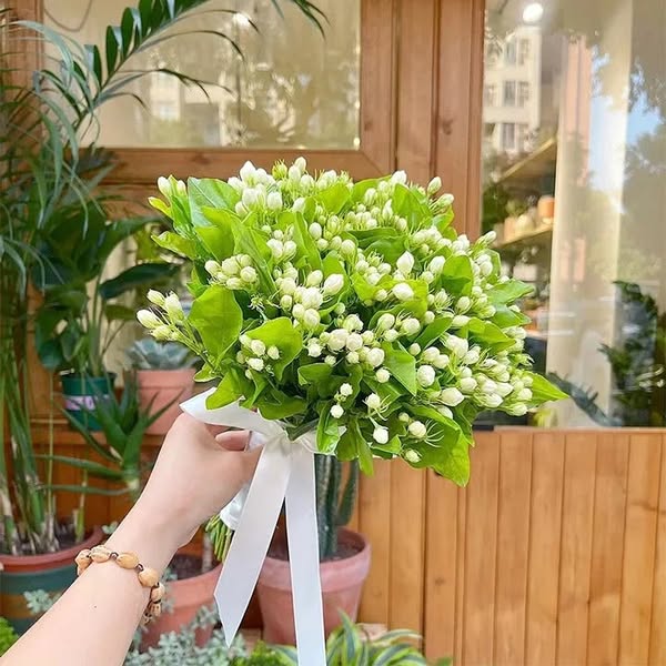 LAST DAY Promotion 35% OFF Jasmine Potted Plant (Survival Guaranteed: Free Replacements)