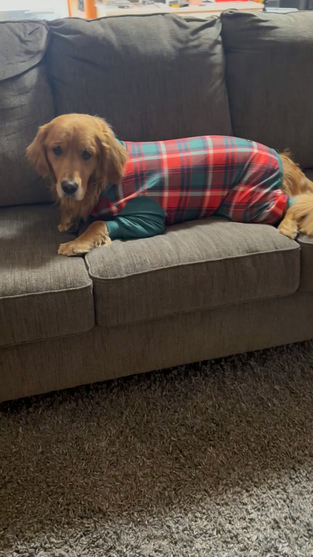 Worn by 2M+ Dogs