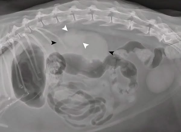 The Dog Fountain Vets Actually Reccomend