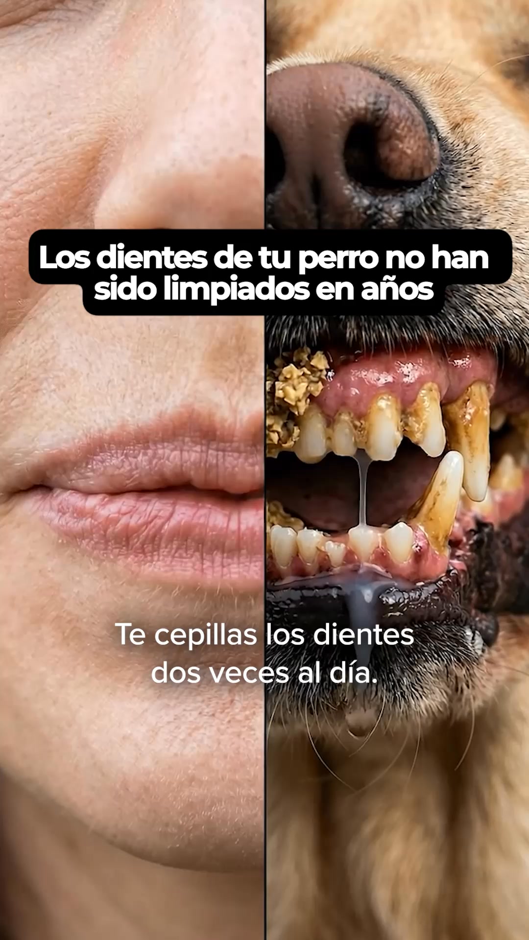 3+ Regalos Gratis en tu Primera Compra