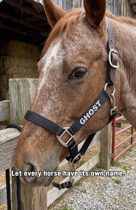 Personalized Breakaway Horse Halter, Cob Halter, Horse Name on Halter, Adjustable Horse Halter, Custom Halter, Horse gift, Horse Awards