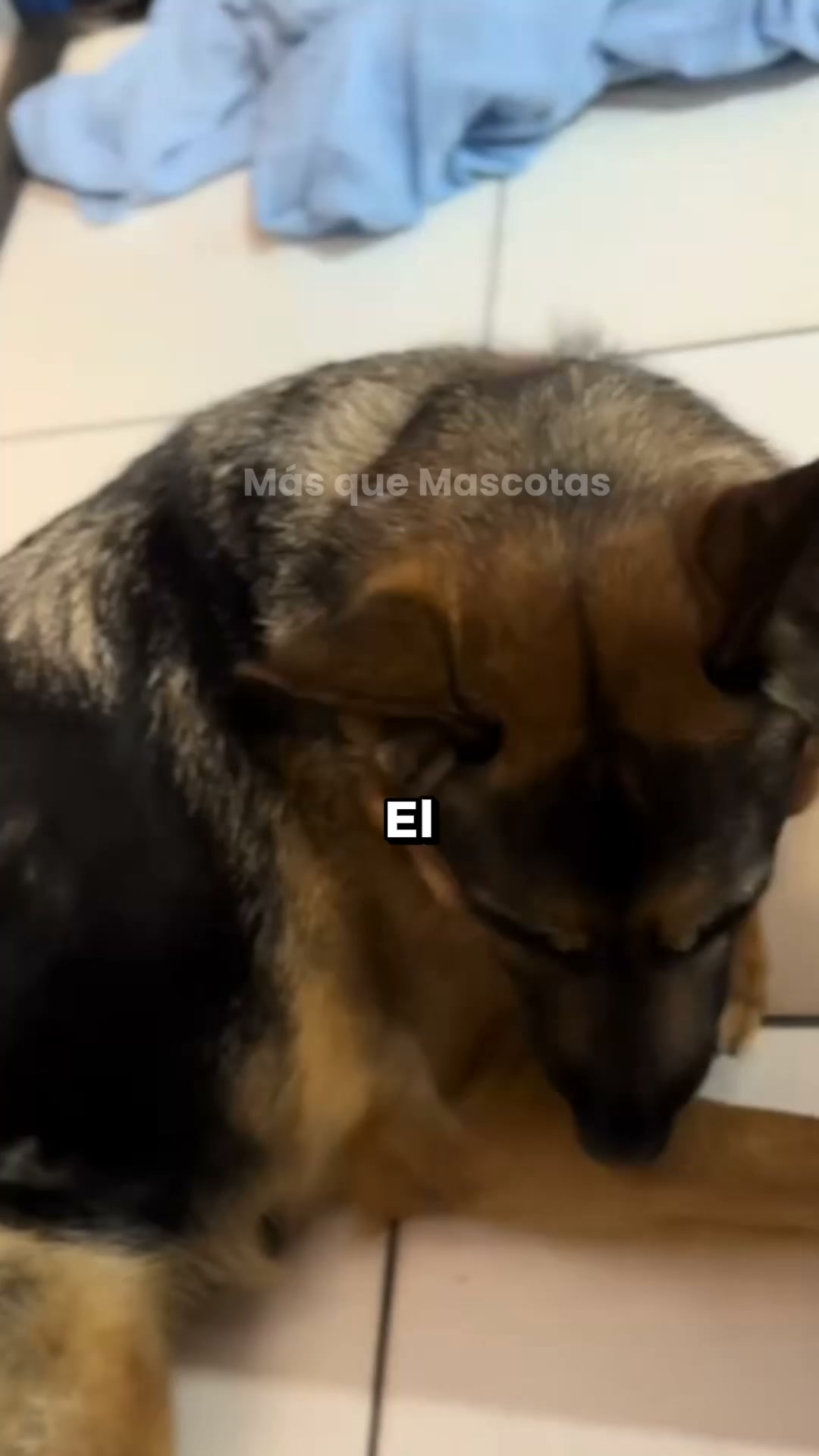 Protege a tu perrito del rascadp constante