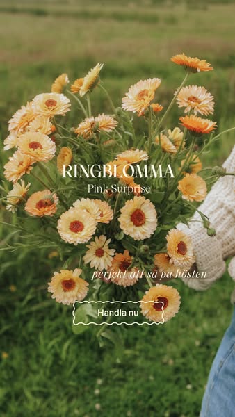 Ringblomman - Pink Surprise.