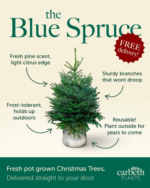 Pre-Order Your Real Pot-Grown Christmas Tree