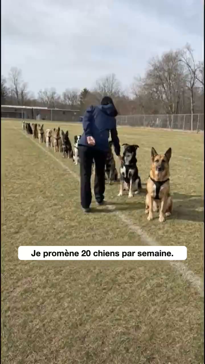 Le harnais anti-traction qui fait changer de direction à votre chien