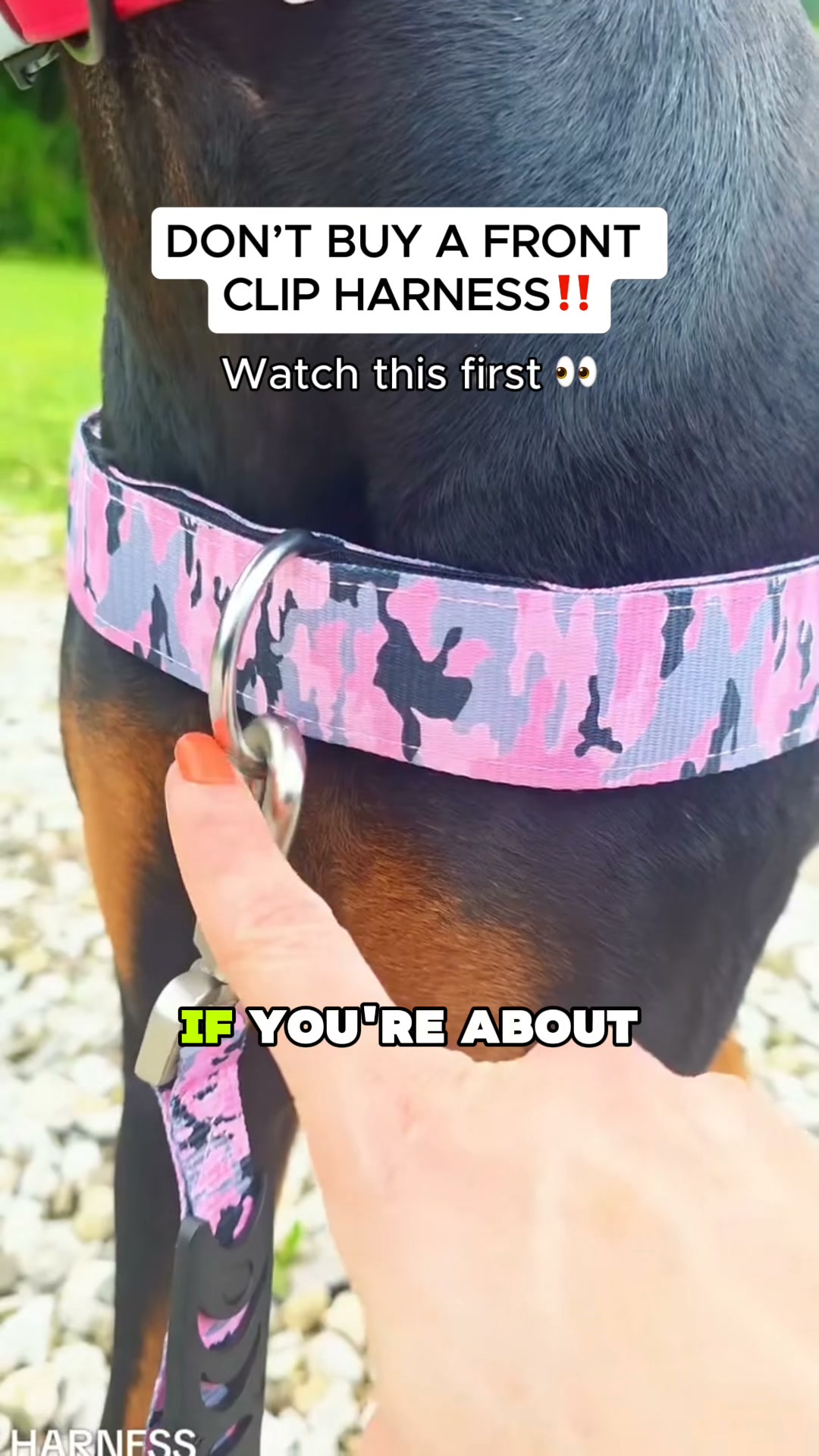 FREE LEASH TODAY