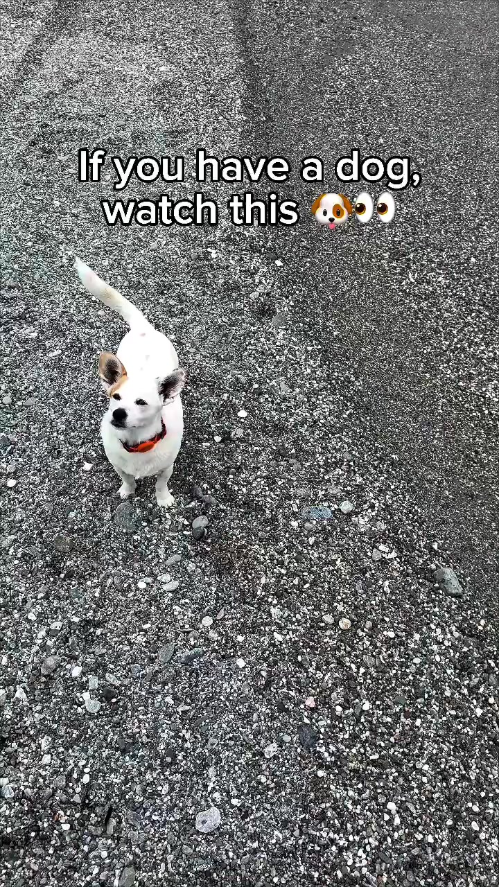 The only dog water bottle that clips to your leash.