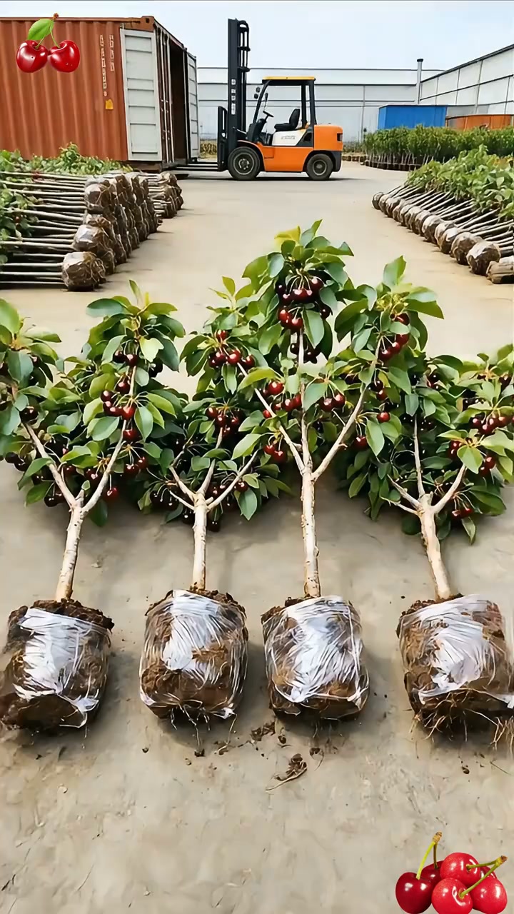 Grow Your Own Sweet & Juicy Cherries – American & Chilean Varieties