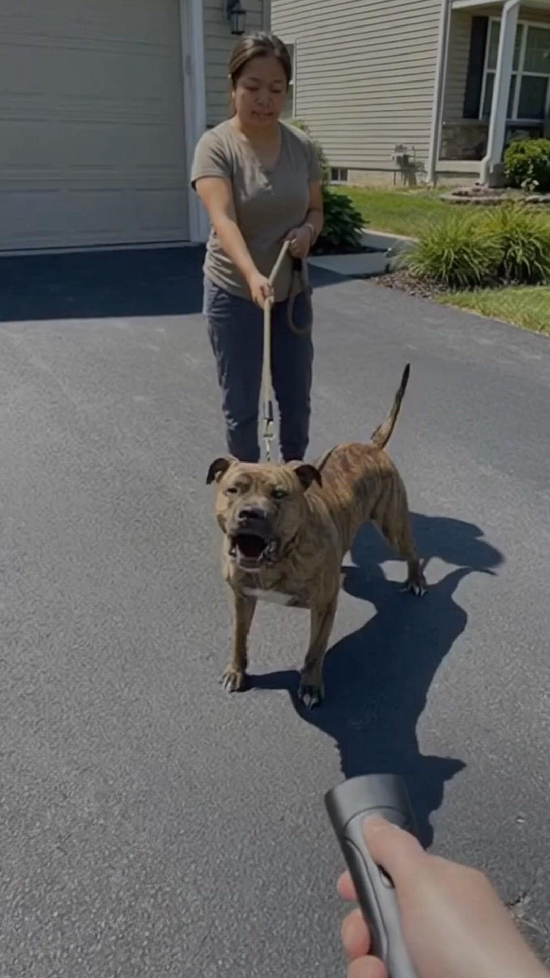 New Pet Training Device Stops Dog From Barking In Seconds