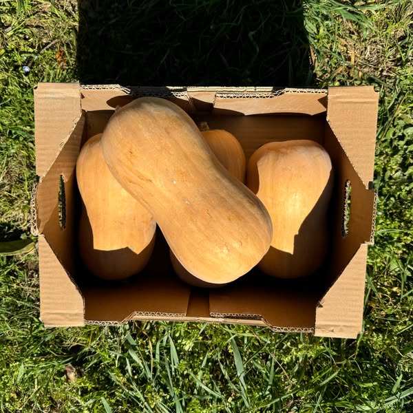Calabaza de Cacahuete de Nuestros Agricultores - 8kghttps://europagricultproduct.com/products/8-5kg-de-calabaza-de-cacahuete-de-nuestros-agr