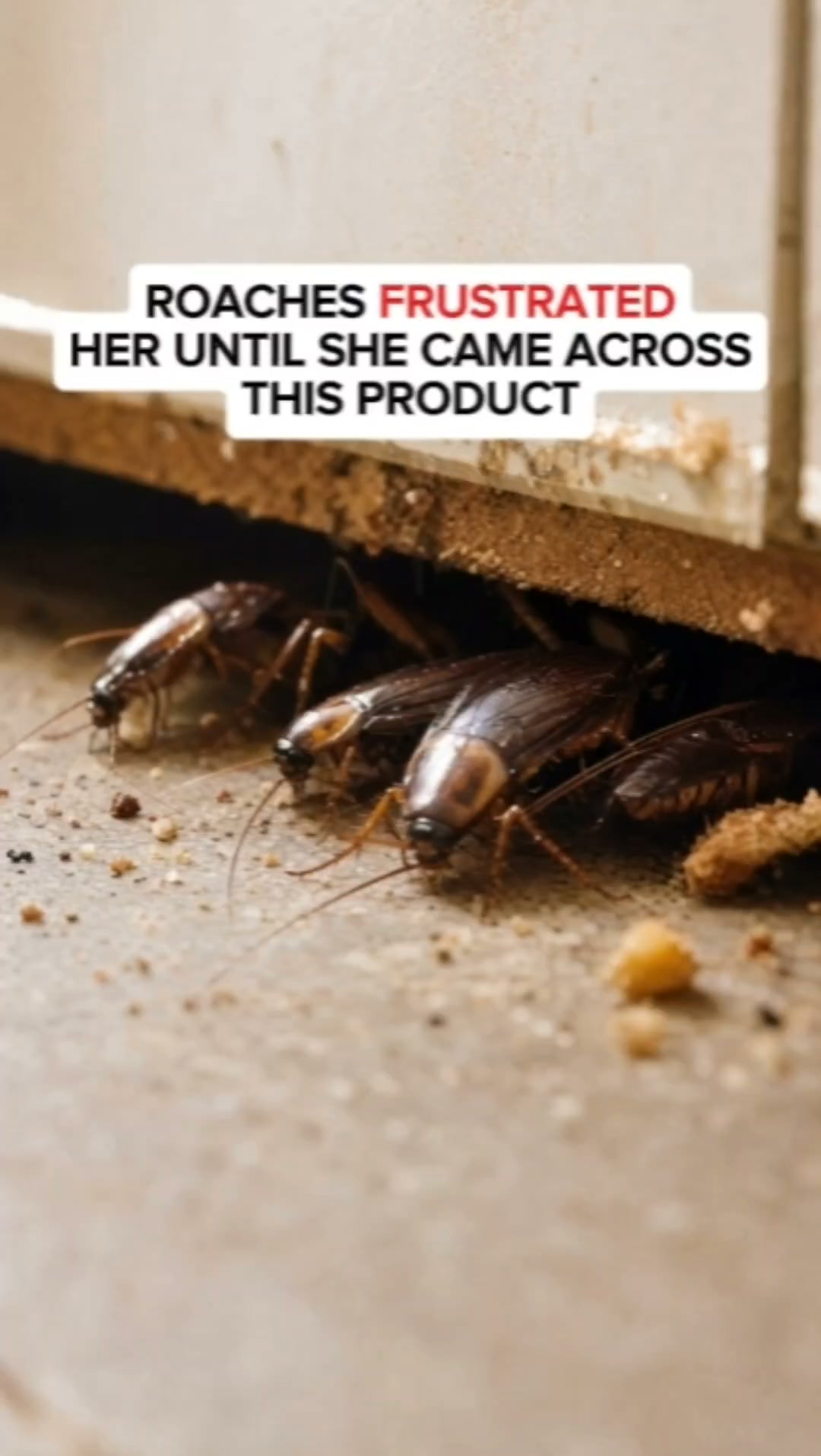 Roaches Own Your Kitchen?
