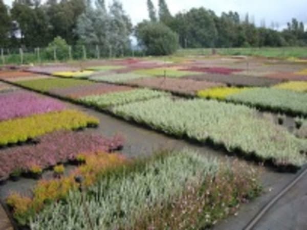 Heideplanten heide planten