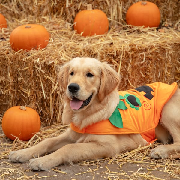 Back by popular demand: Pup-kin Patch