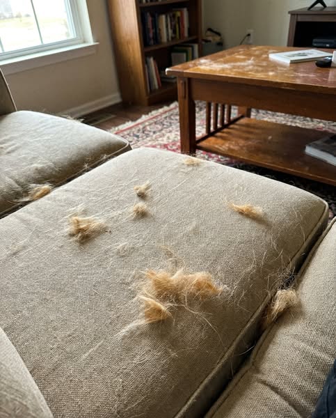 The Goldens That Shed Less