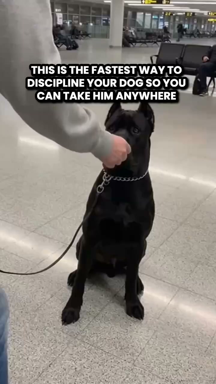 Start Service-Dog-Level Challenge ▶