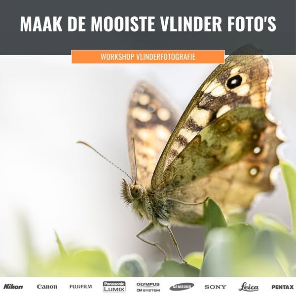 Samen vlinders leren fotograferen
