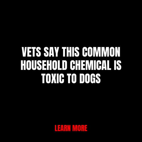 What Vets Want Pet Owners to Know About Household Chemicals