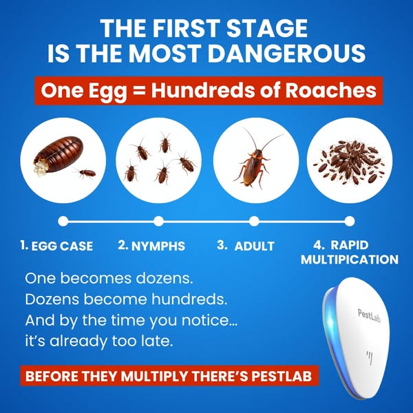 Say Goodbye to roaches