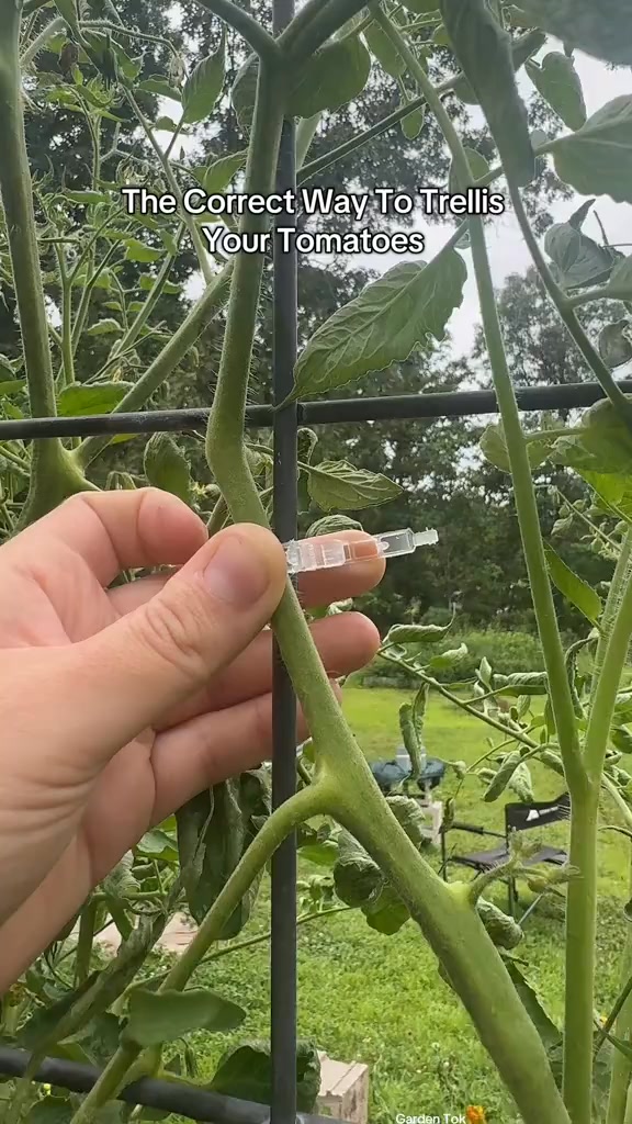 Reusable Plant Support Clips