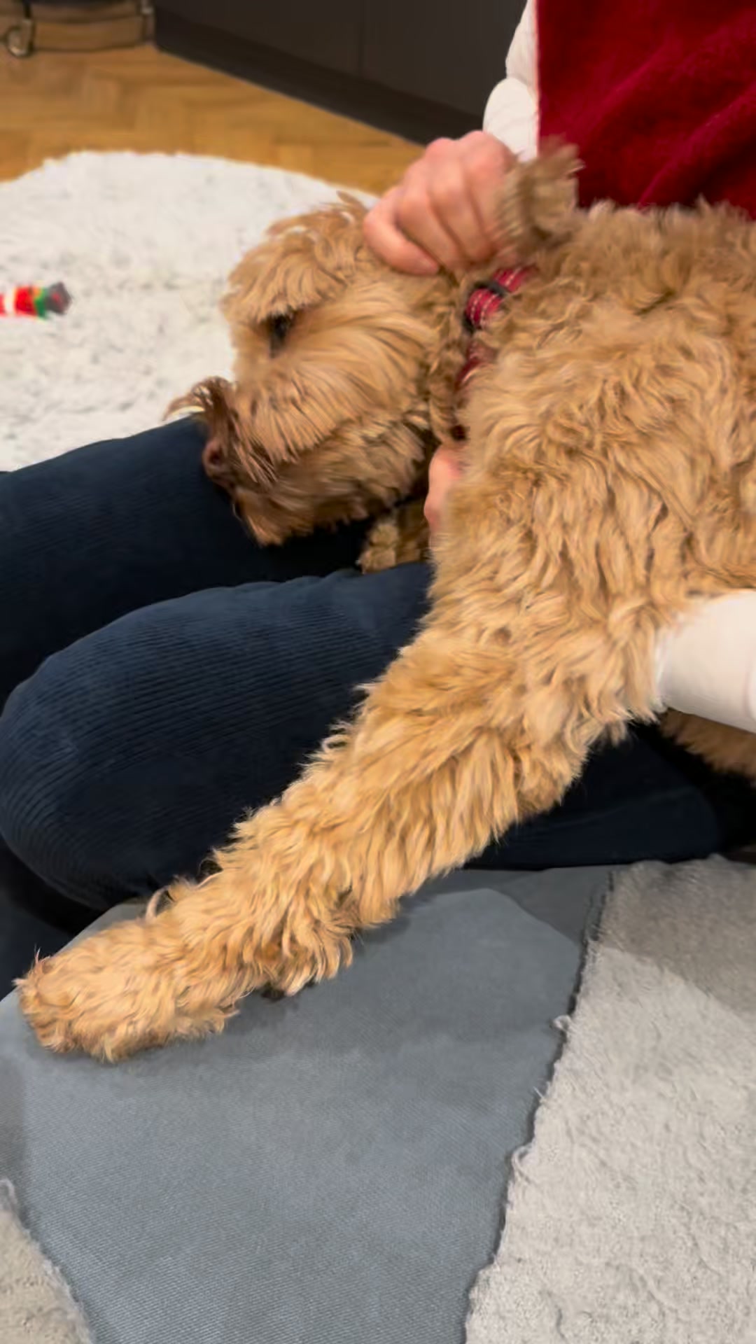 Daily Calm for Anxious Dogs