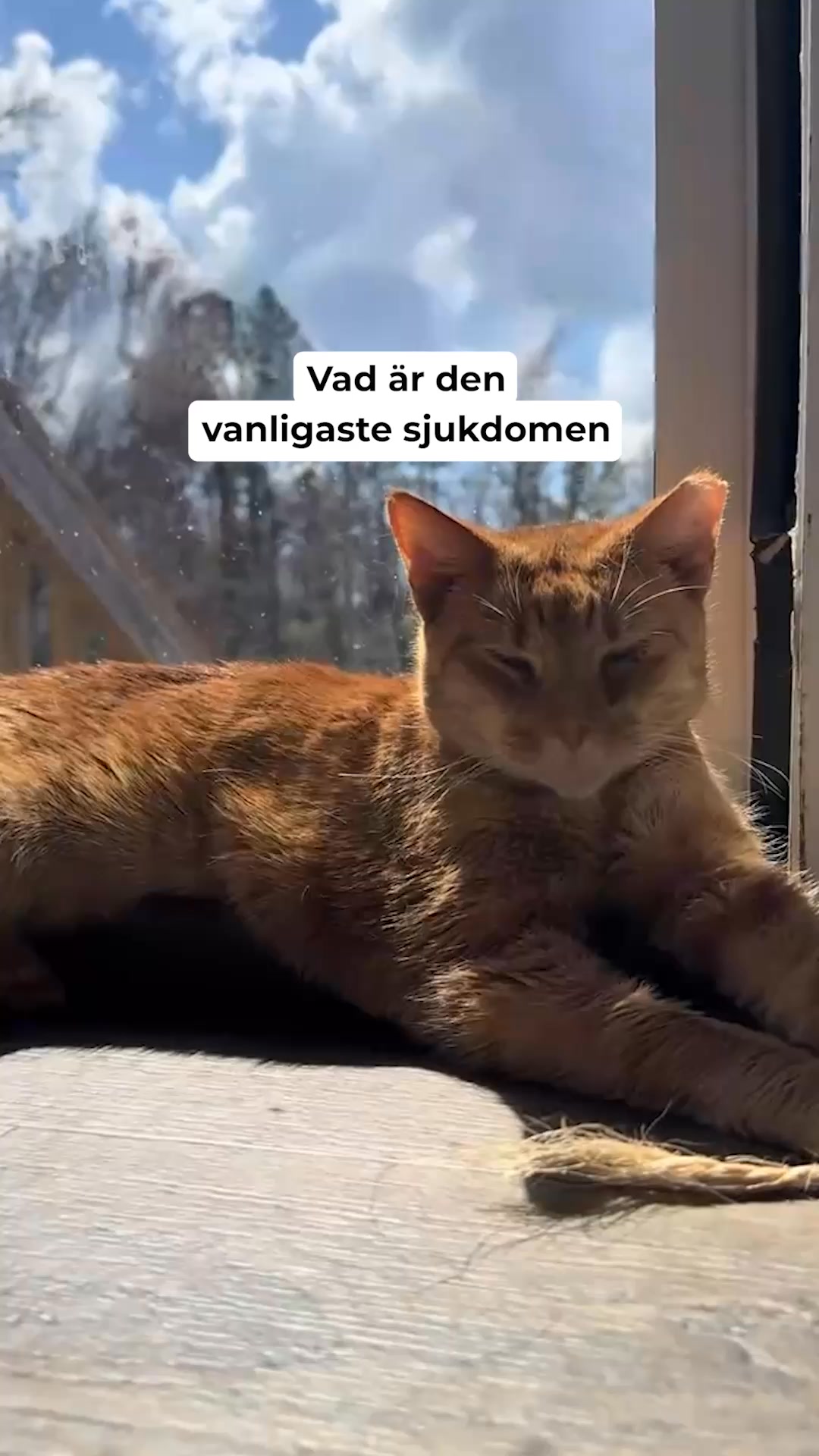 Visa omsorg och ge din katt fräschare vatten