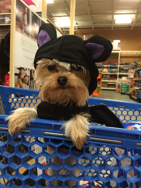 My Yorkie didn’t survive 40 doorbells last Halloween.