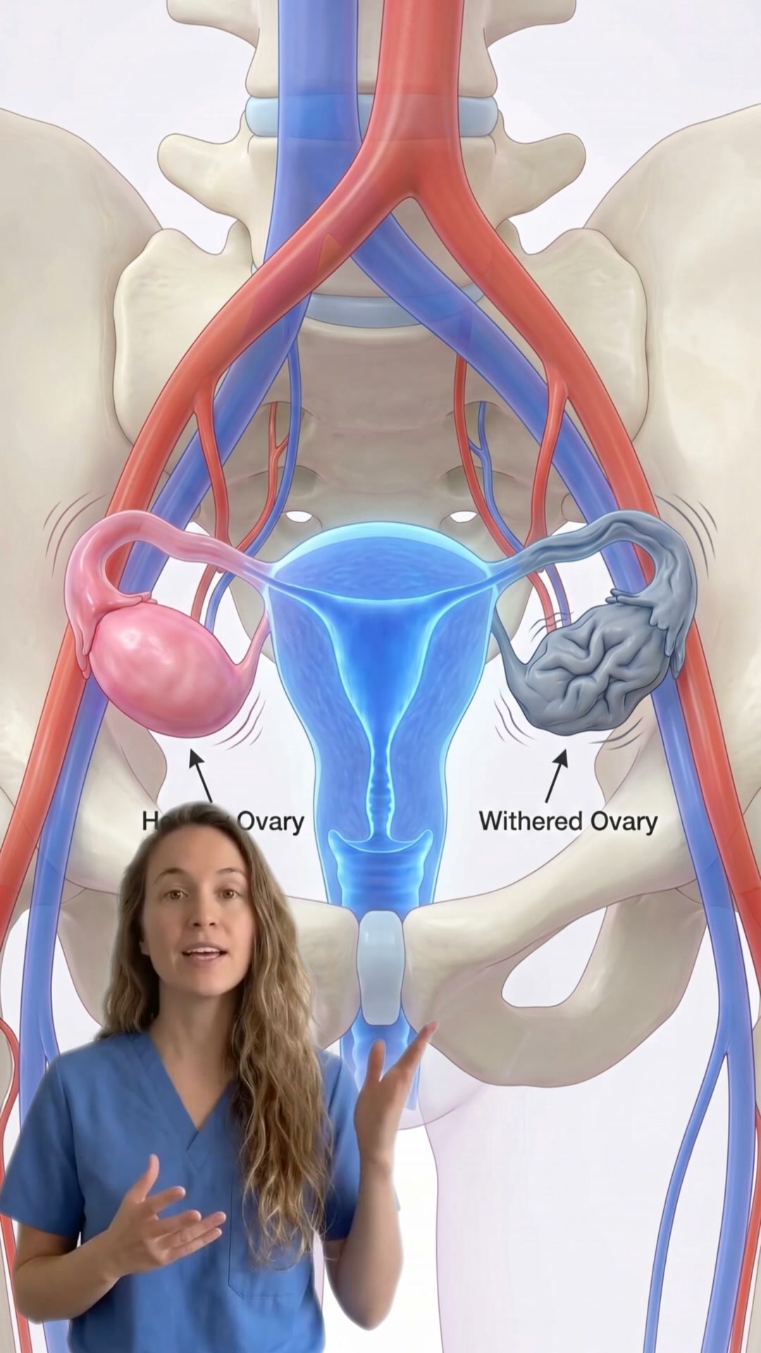 Natural menopause support