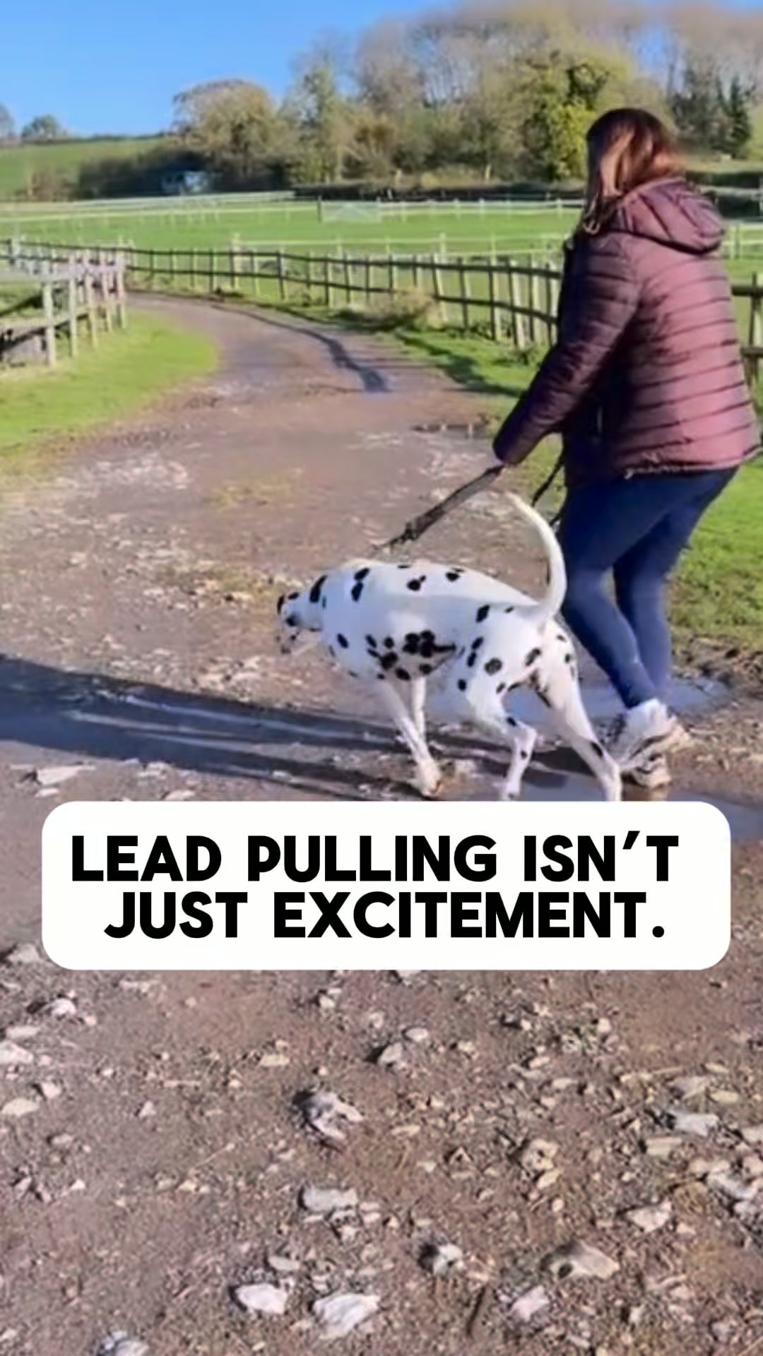 Daily Calm for Anxious Dogs
