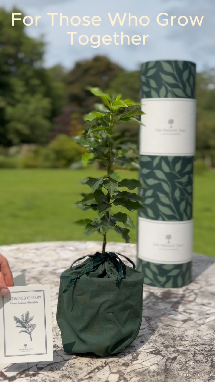 Beautifully Wrapped Tree Gifts