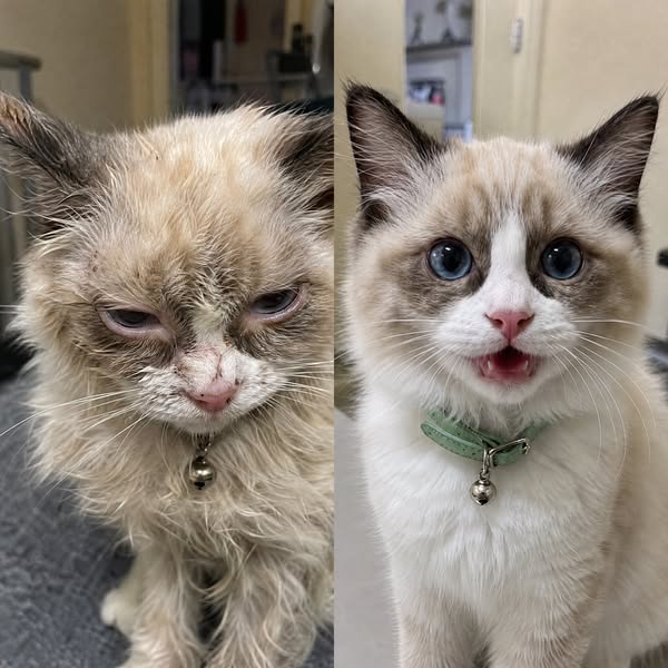 Stop watching your cat suffer