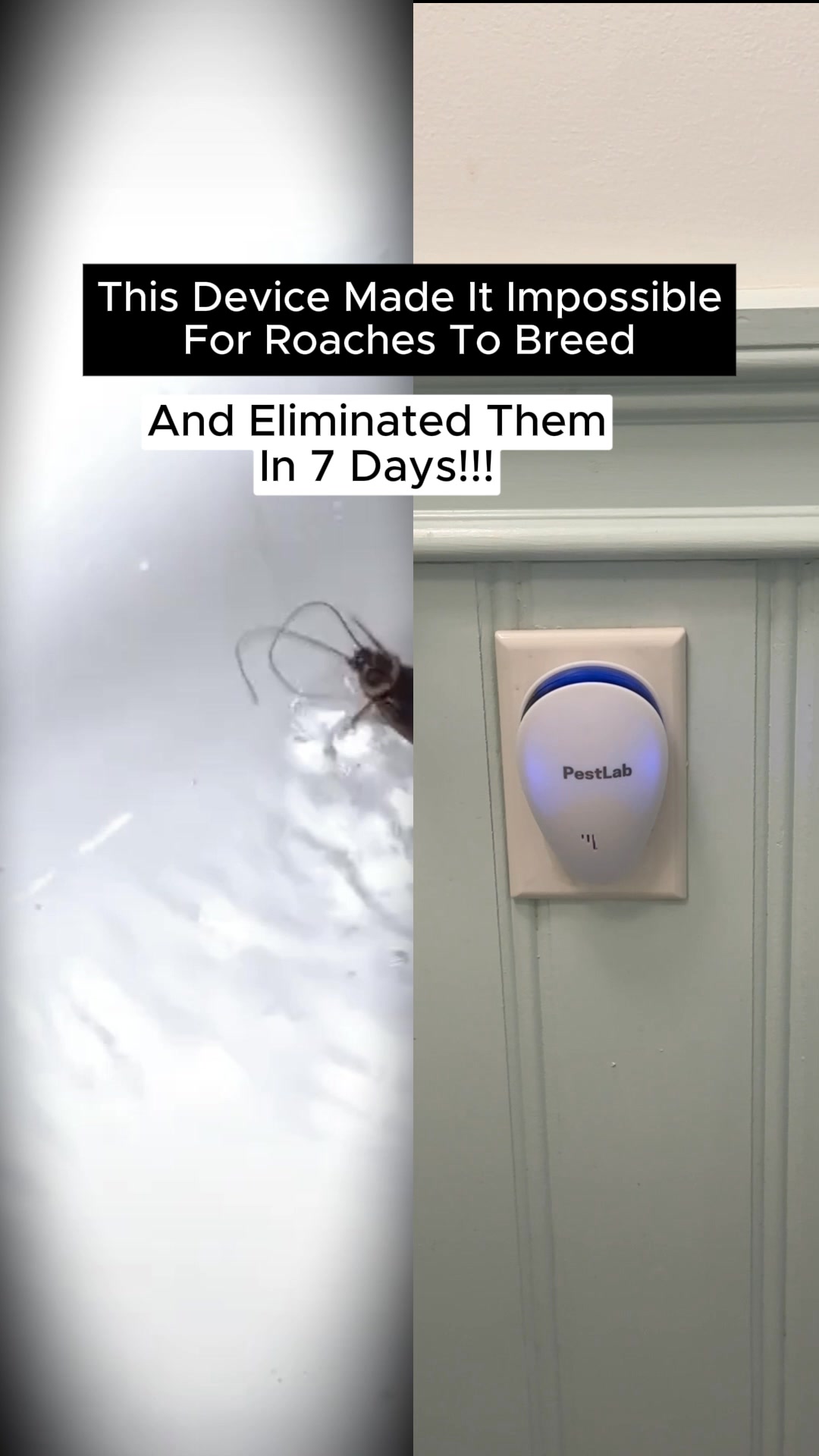 Say Goodbye To Roaches