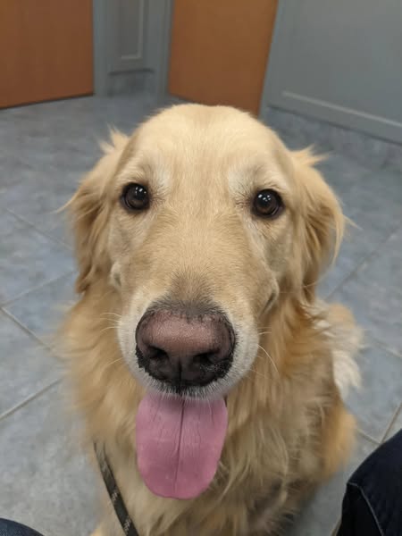 If Your Dog Has Been Diagnosed READ This