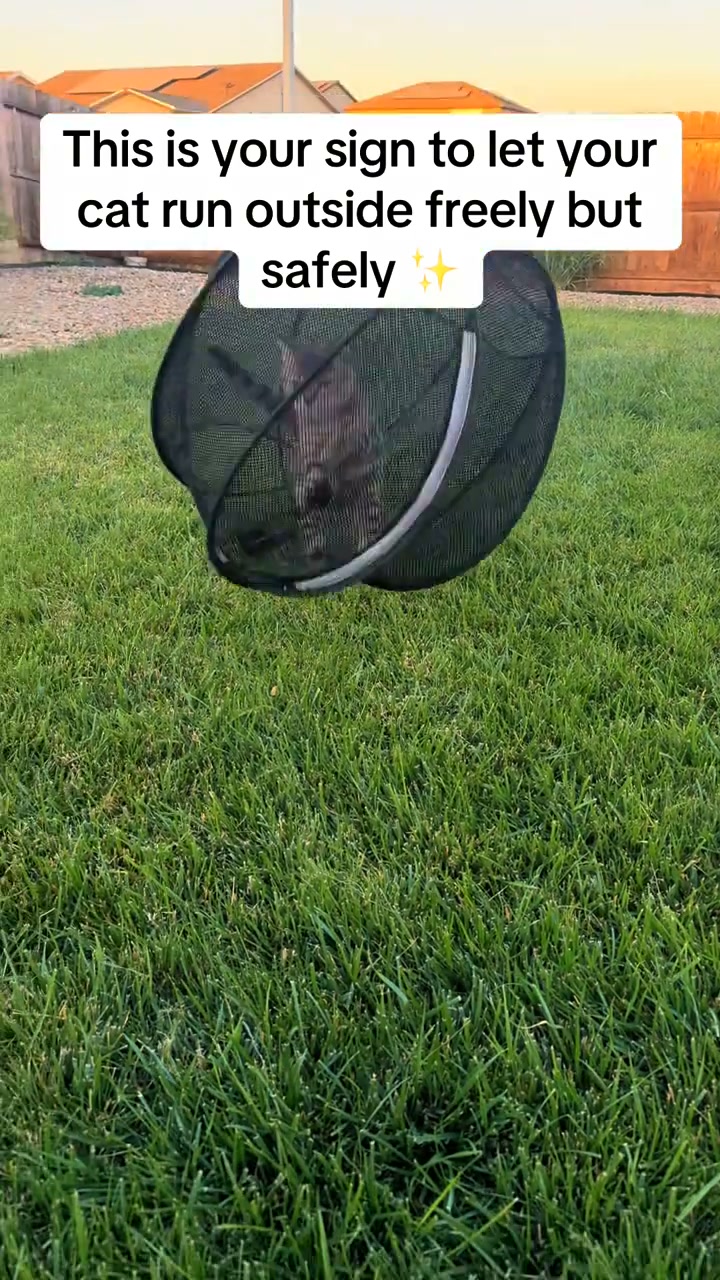 Safe Outdoor Fun for Cats
