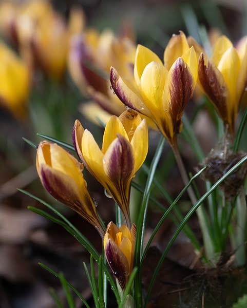 Crocus Angustifolius Bronze Form