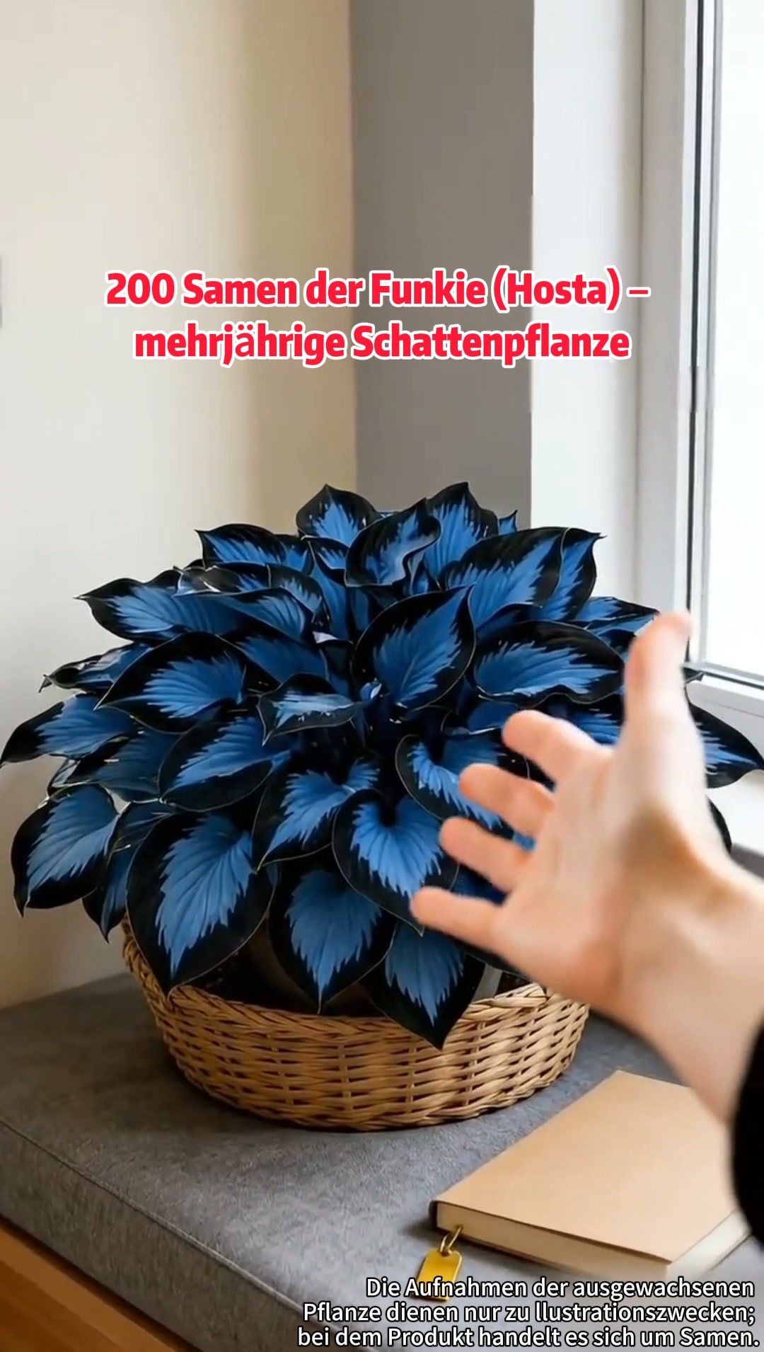 Hosta-Samen Mehrjährige Schattenpflanze für den Garten