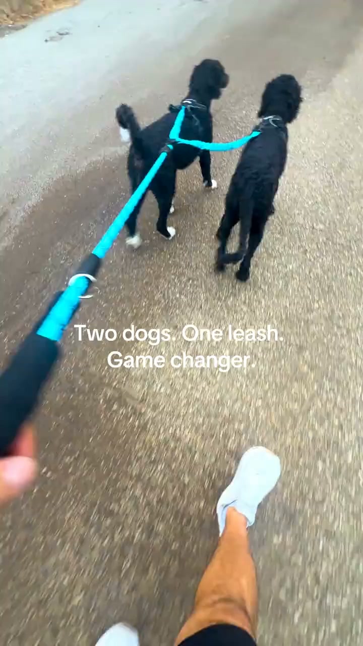 They Cross. The Leash Doesn’t.