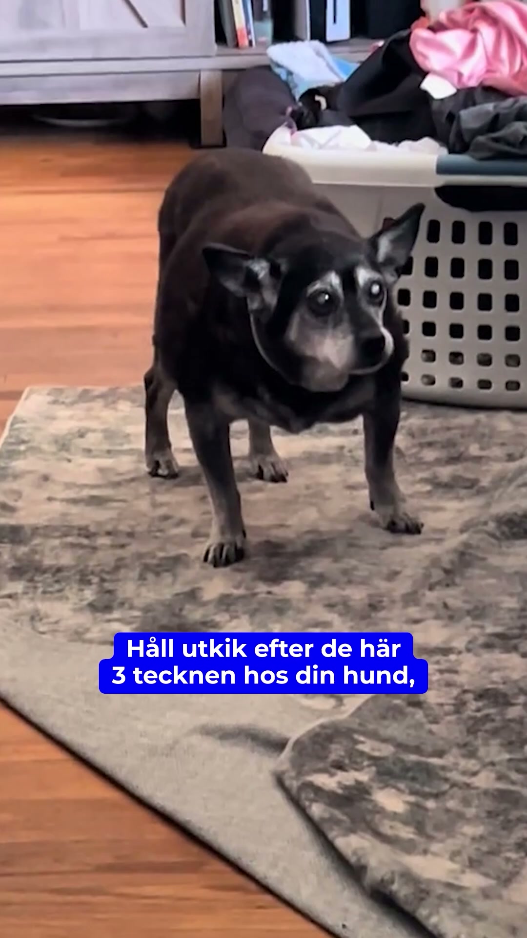 Det här hjälper redan tusentals hundar