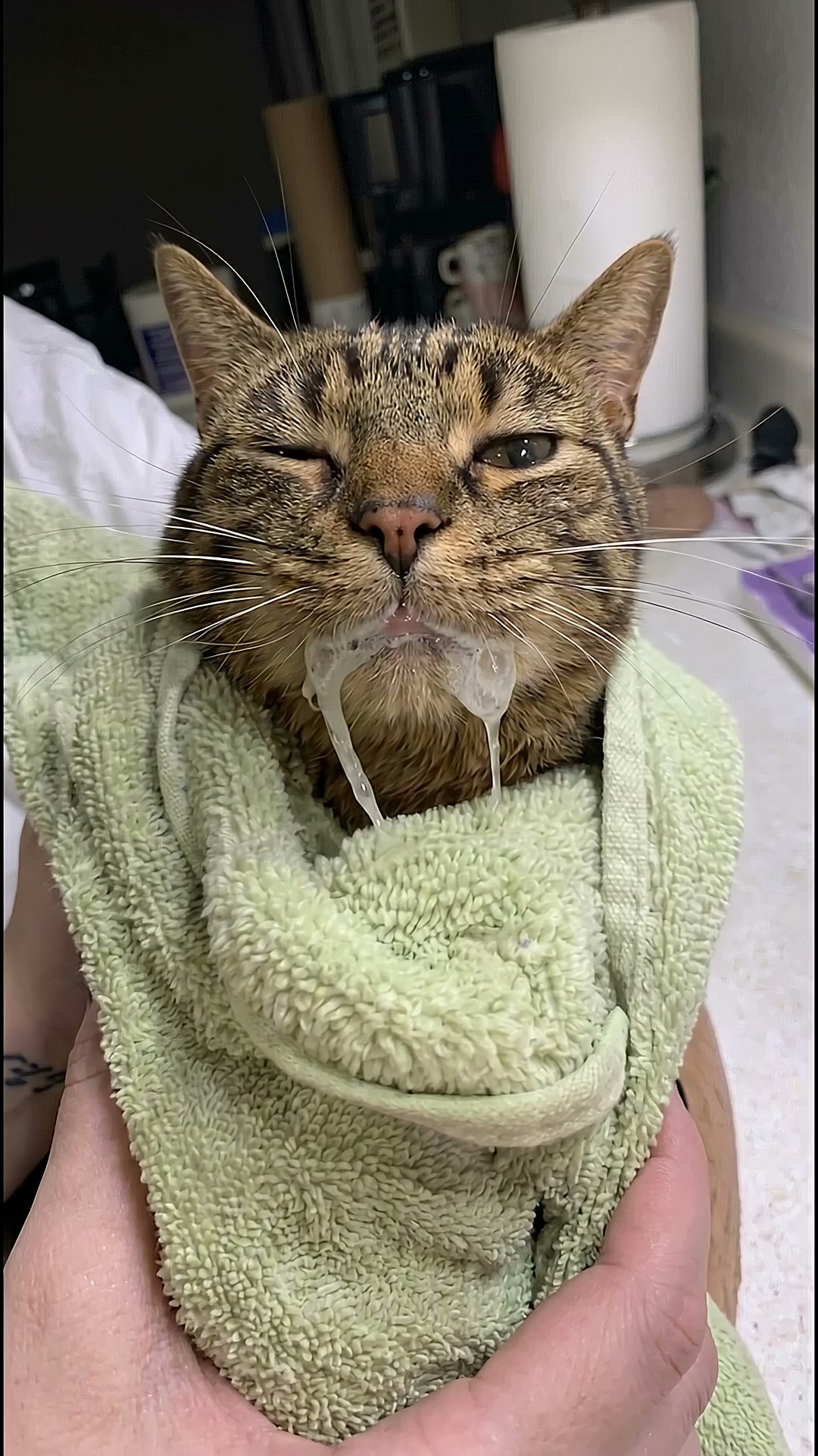 Stinky Breath Killed My Cat