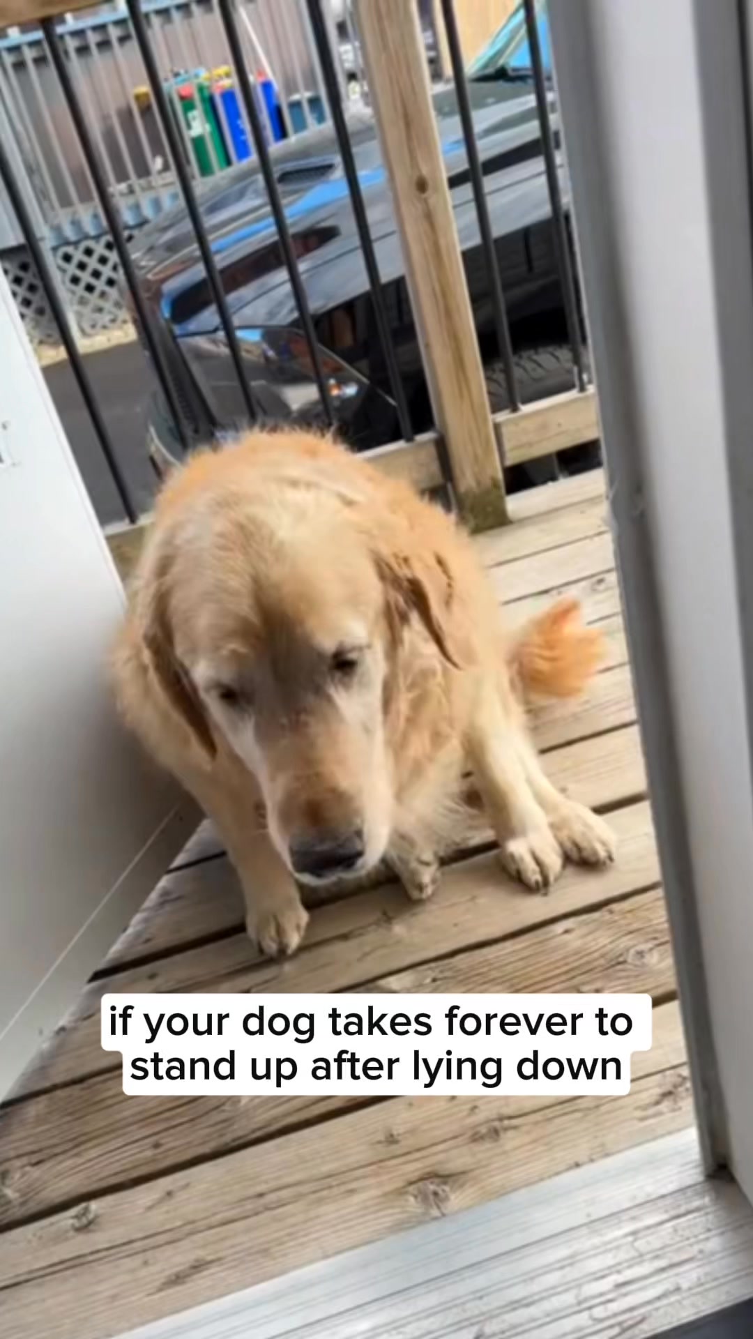 Help your dog move freely again