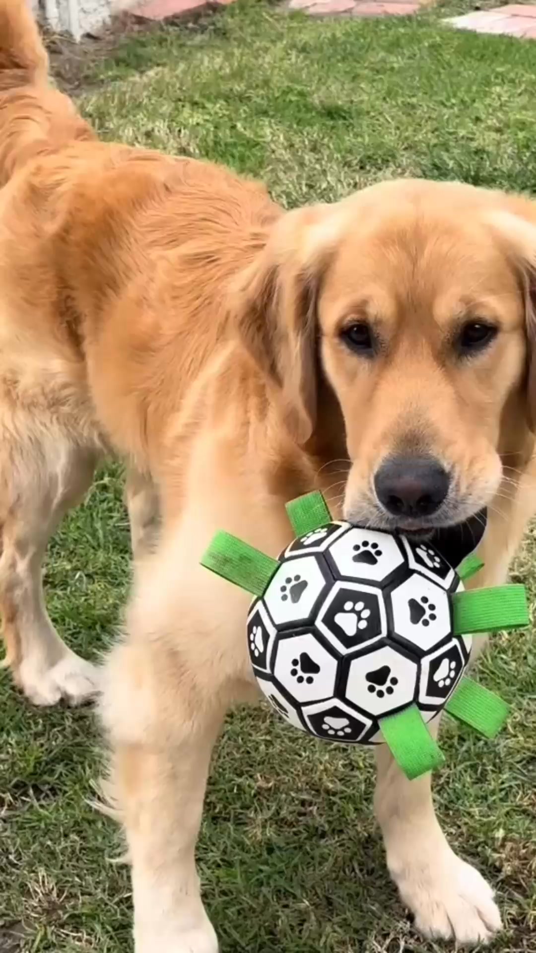 Watch Your Dog Go Crazy for Playtime