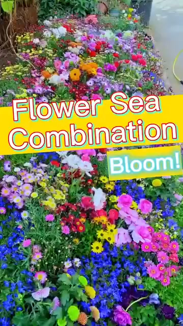 Premium Mixed Perennial Seeds