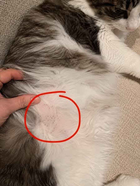If you have cats, read this