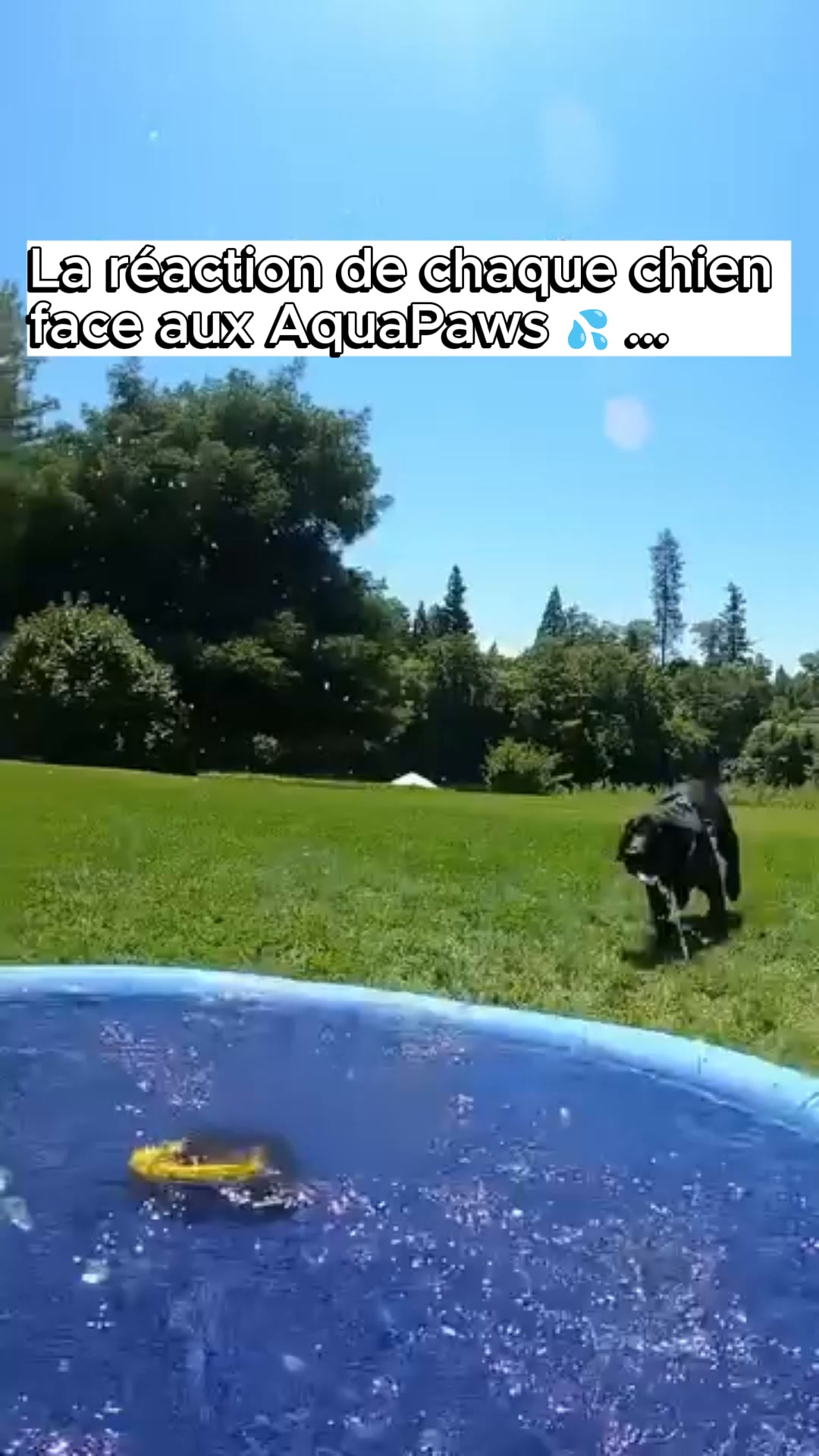 Canicule = danger pour votre chien