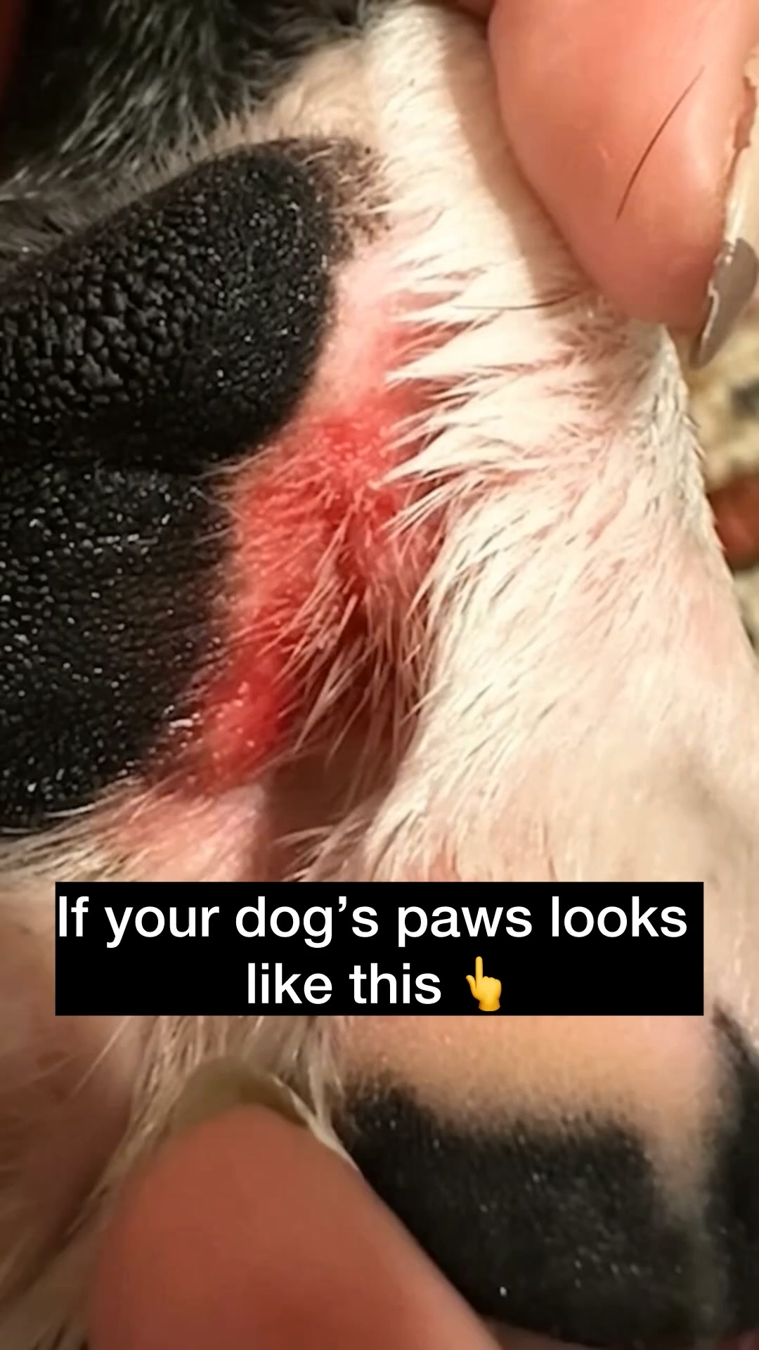It’s NOT just allergies. STOP the scratch for good