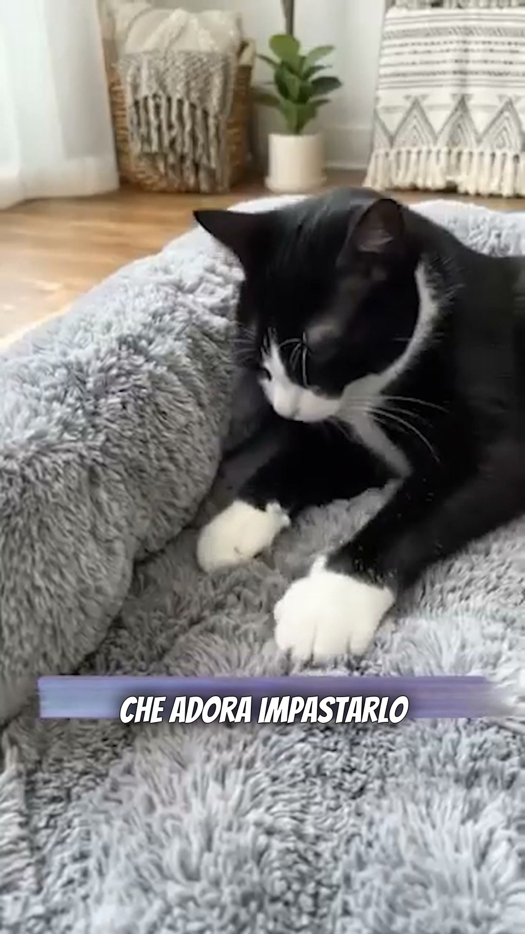 SPEDIZIONE GRATIS + OMAGGIO