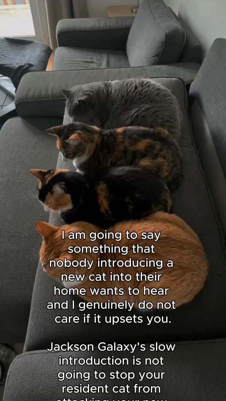 Read This If Your Resident Cat is Hurting Your New Kitten