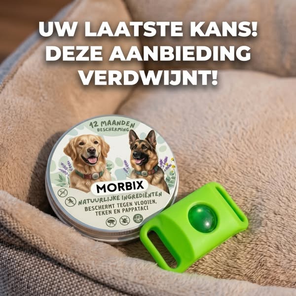 Je hond wacht nog steeds op je