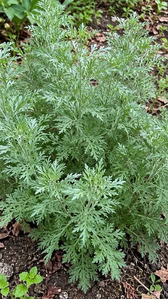 The Plant I Saw Evidence of for 41 Years