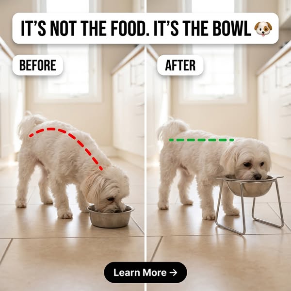Orthopedic Pet Bowl
