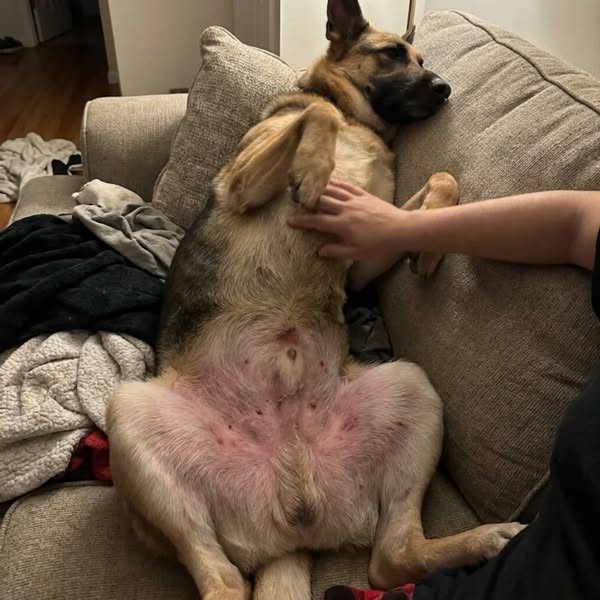Bear Died At 8. Bodhi Started Doing The Same Thing